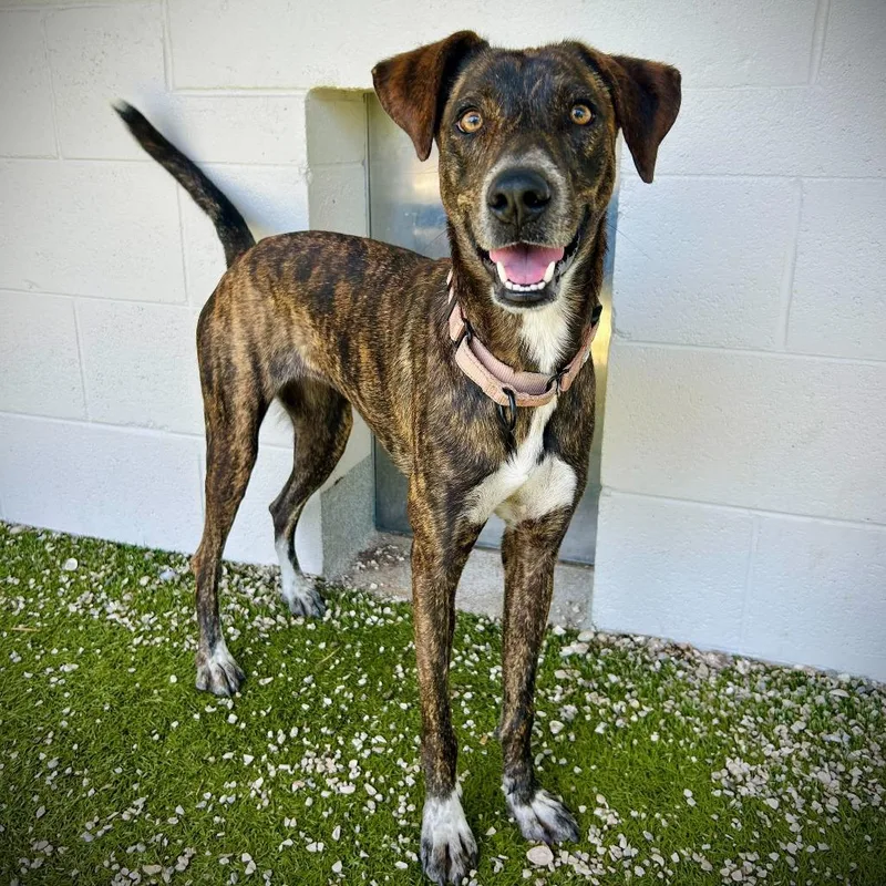An adult medium-sized female Brindle Mixed Breed dog named Starburst for adoption in Englewood, FL