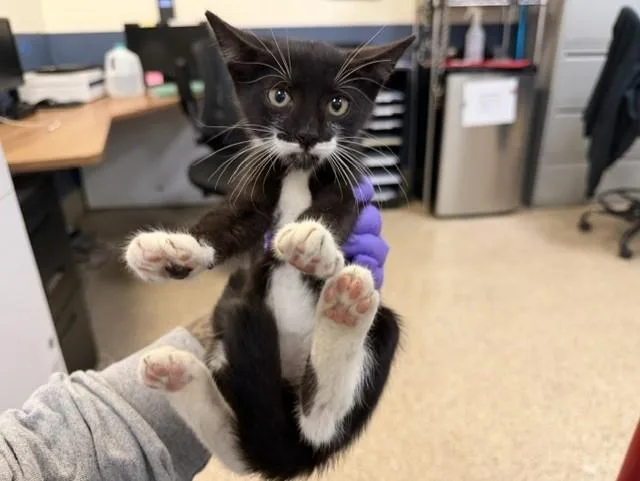 A baby small-sized male Domestic Short Hair cat named Zoodles for adoption in Miami, FL