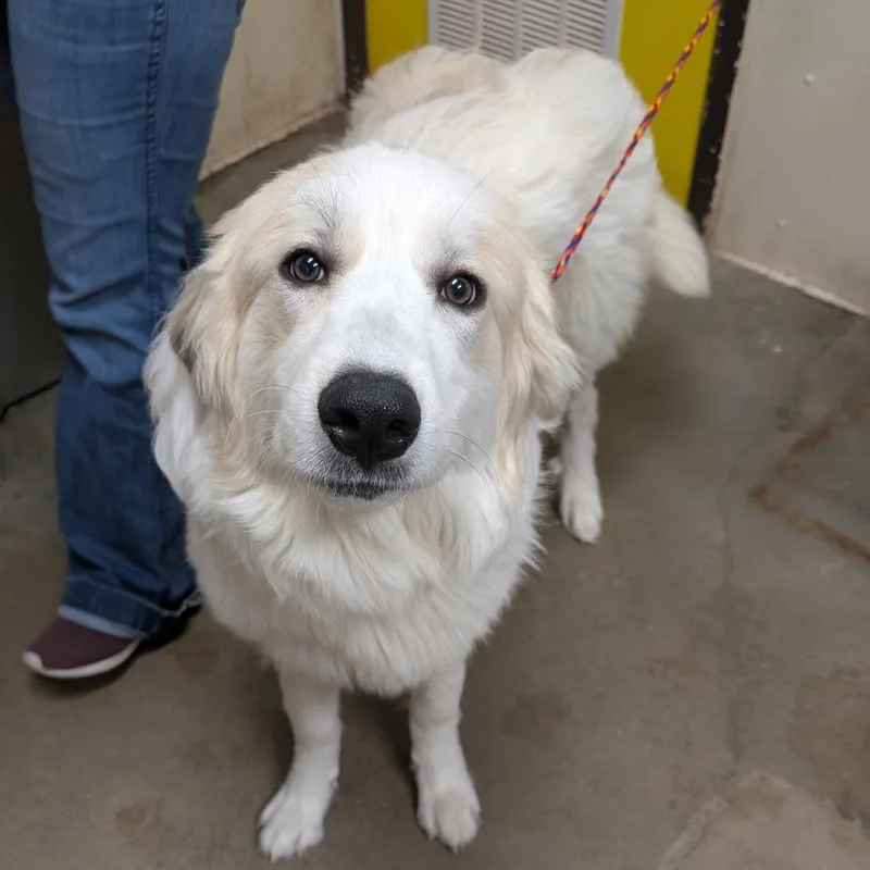 A young large-sized male White / Cream Great Pyrenees dog named Walker Texas Ranger for adoption in Bryan, TX