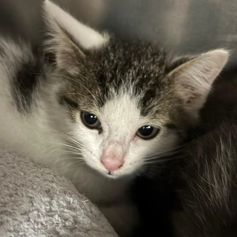 A baby small-sized male Brown / Chocolate Domestic Short Hair cat named Jinx for adoption in Chippewa Falls, WI