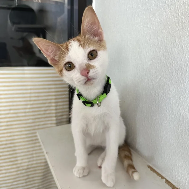 A baby small-sized male White Domestic Short Hair cat named Nutter Butter PL for adoption in Union, MO
