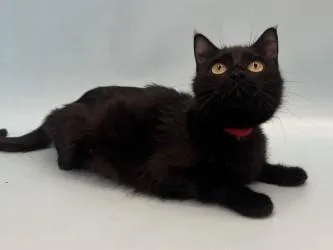 An adult small-sized female Domestic Short Hair cat named Melanie for adoption in Golden Valley, MN