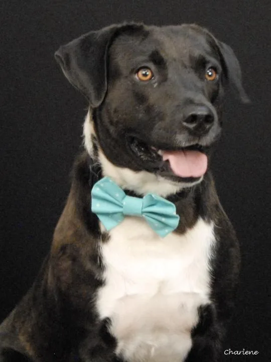 An adult large-sized male Black Terrier dog named Chief Boden for adoption in Newland, NC
