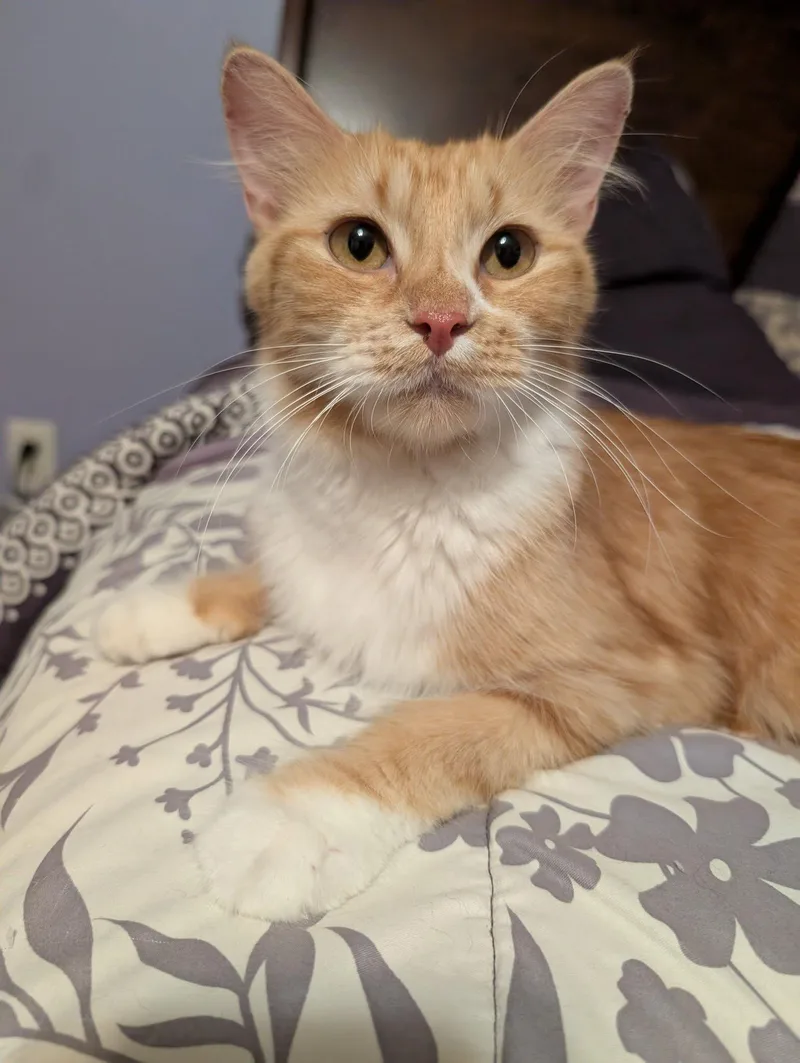 Rosie