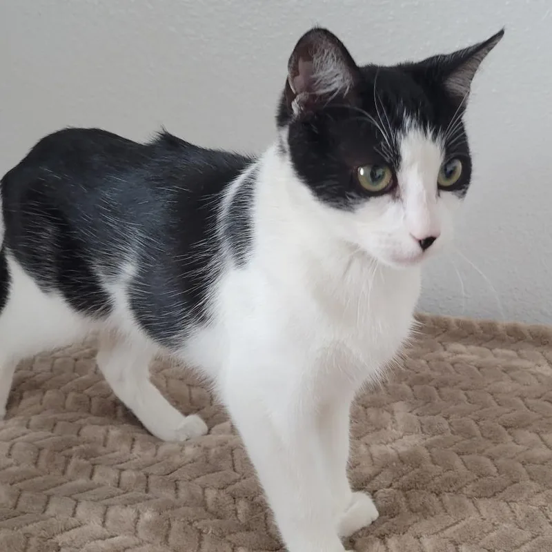 A baby small-sized male Black Domestic Short Hair cat named Ollie for adoption in Long Beach, CA