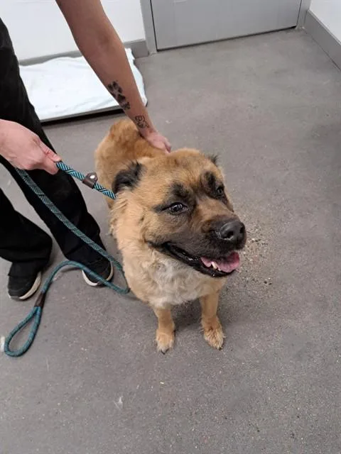 An adult medium-sized female Chow Chow dog named Lola for adoption in Mesa, AZ