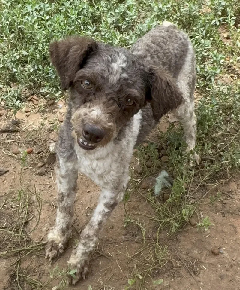 An adult small-sized male Brown / Chocolate Poodle (Toy) dog named Curley for adoption in Pelham, NH