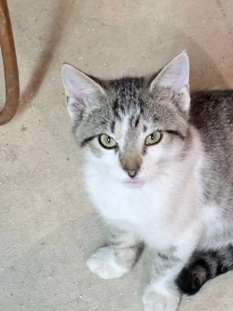 A baby medium-sized male Domestic Short Hair cat named Java for adoption in Carneys Point, NJ