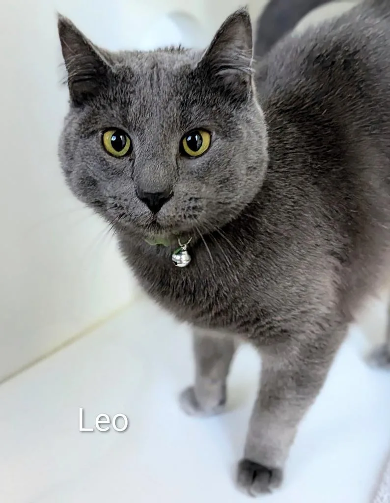 A young large-sized male Domestic Short Hair cat named Leo for adoption in Greenfield, IN