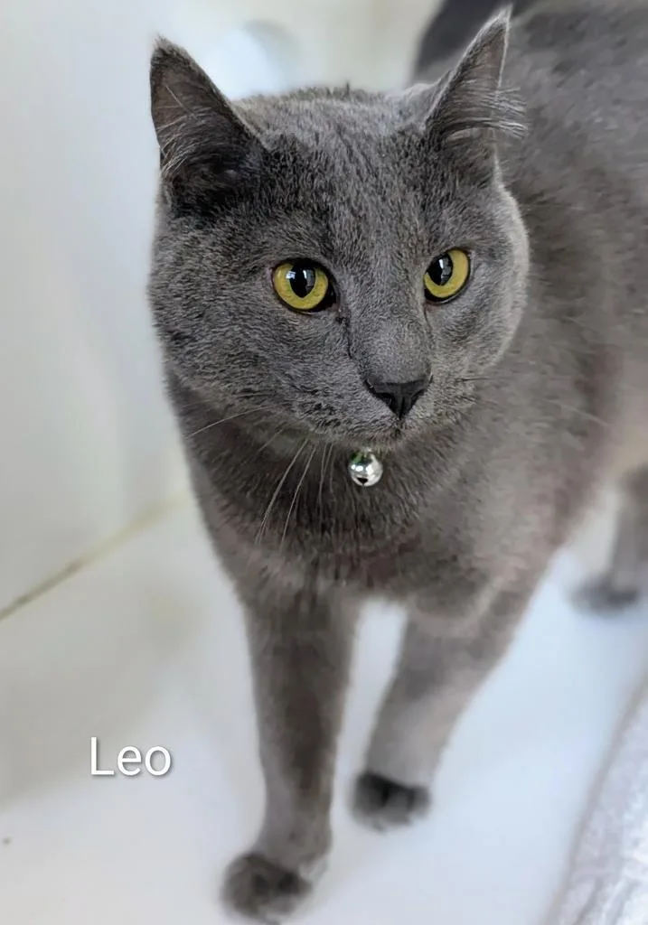 Leo thumbnail 2