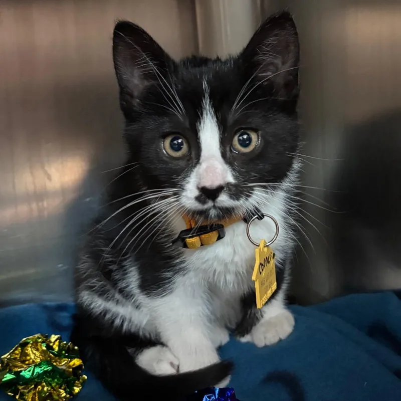 A baby small-sized female Black Domestic Short Hair cat named Cornelia for adoption in Springfield, MA