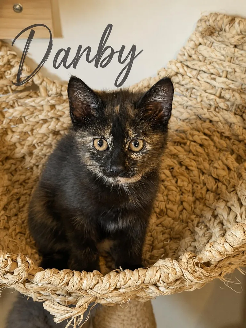 A baby small-sized female Tortoiseshell Domestic Short Hair cat named Darby for adoption in Seven Valleys, PA
