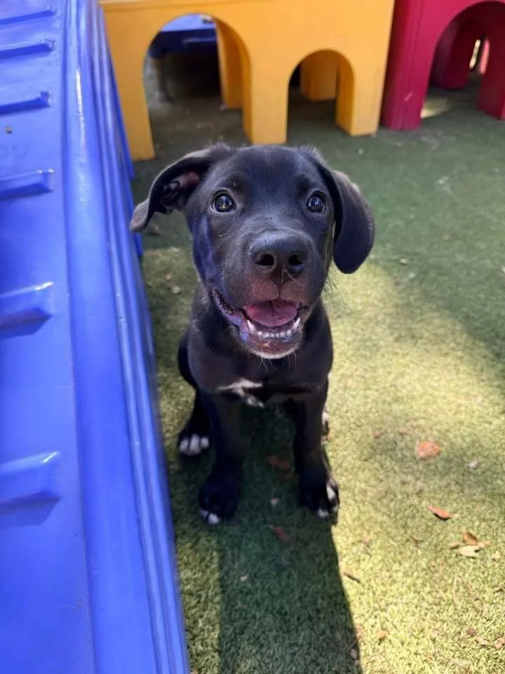 A baby extra large-sized male Mixed Breed dog named Austin for adoption in Orlando, FL