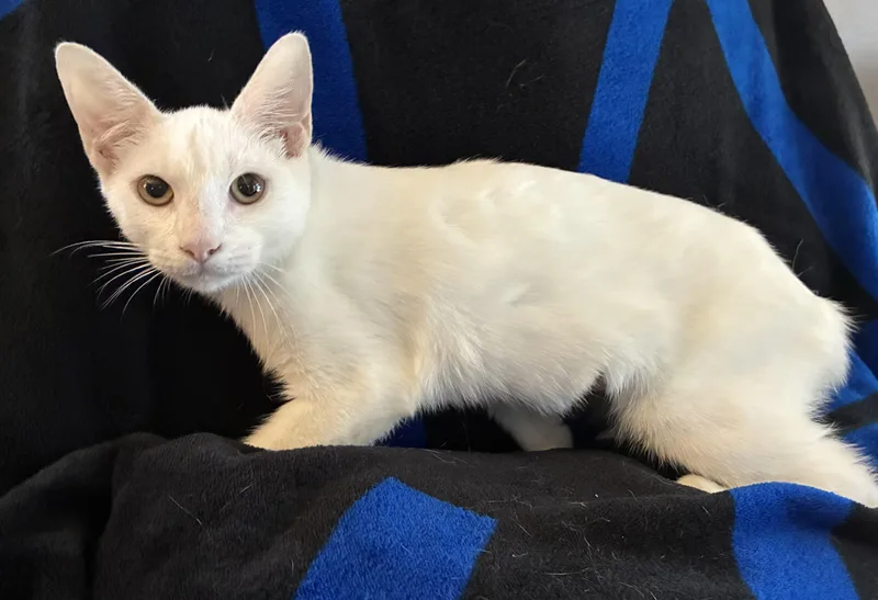A young medium-sized female White American Bobtail cat named Kumo for adoption in Margate, FL