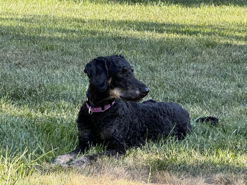 A young medium-sized male Black Standard Poodle dog named Finn for adoption in Salisbury, NC