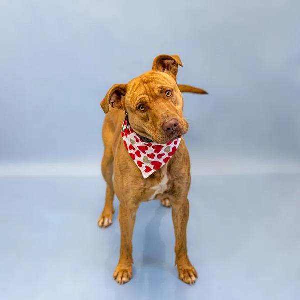 Pen  Bowie thumbnail 2