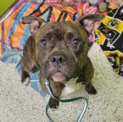 An adult medium-sized male Brown / Chocolate Pit Bull Terrier dog named Bram for adoption in Kansas City, MO