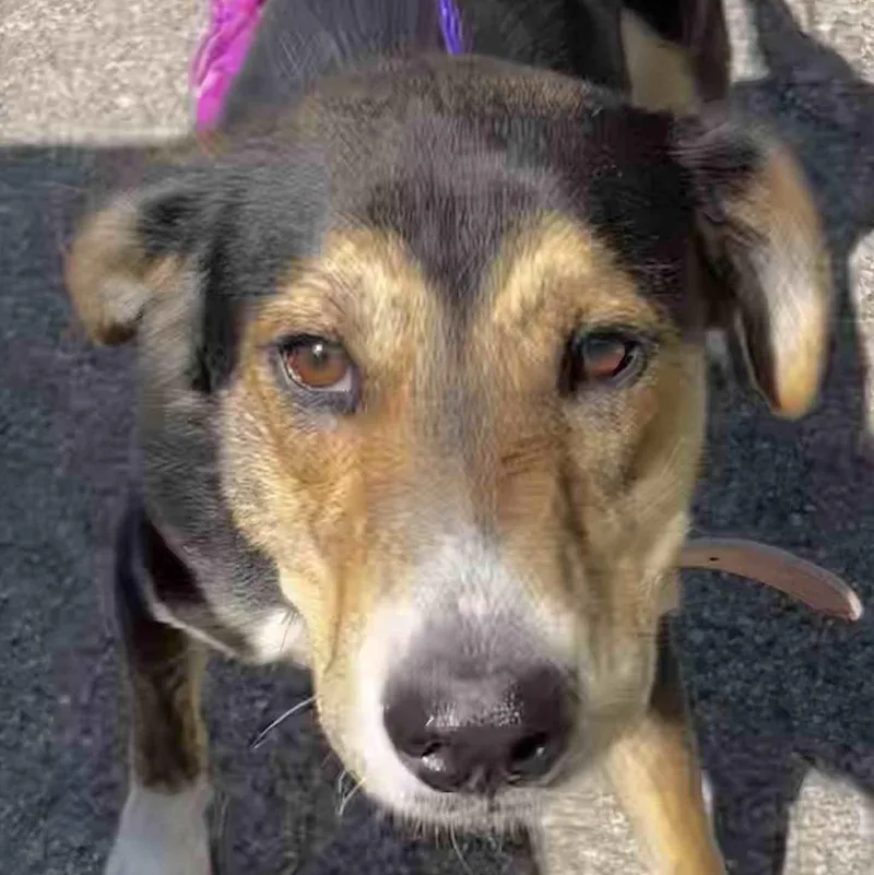 A young large-sized female Tricolor (Brown, Black, & White) Hound dog named Junie for adoption in New Castle, IN