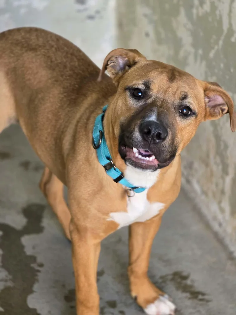 A baby large-sized female Red / Chestnut / Orange Pit Bull Terrier dog named Sassafras for adoption in Grants Pass, OR