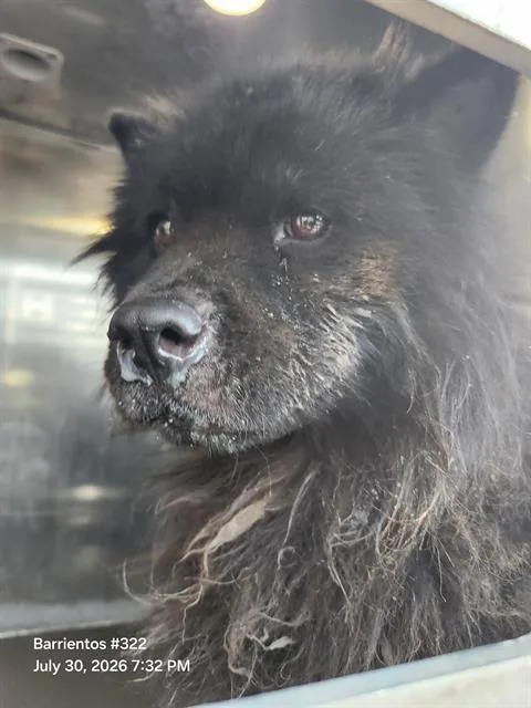 A young medium-sized male Chow Chow dog named Miles for adoption in San Antonio, TX