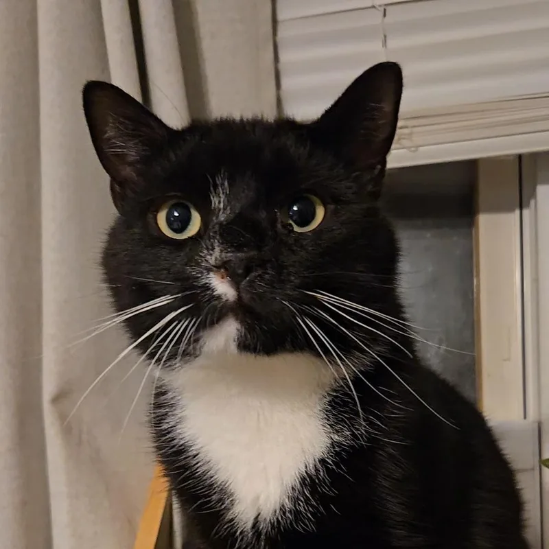 A young medium-sized male Black & White / Tuxedo Domestic Short Hair cat named Spots for adoption in Kenhorst, PA