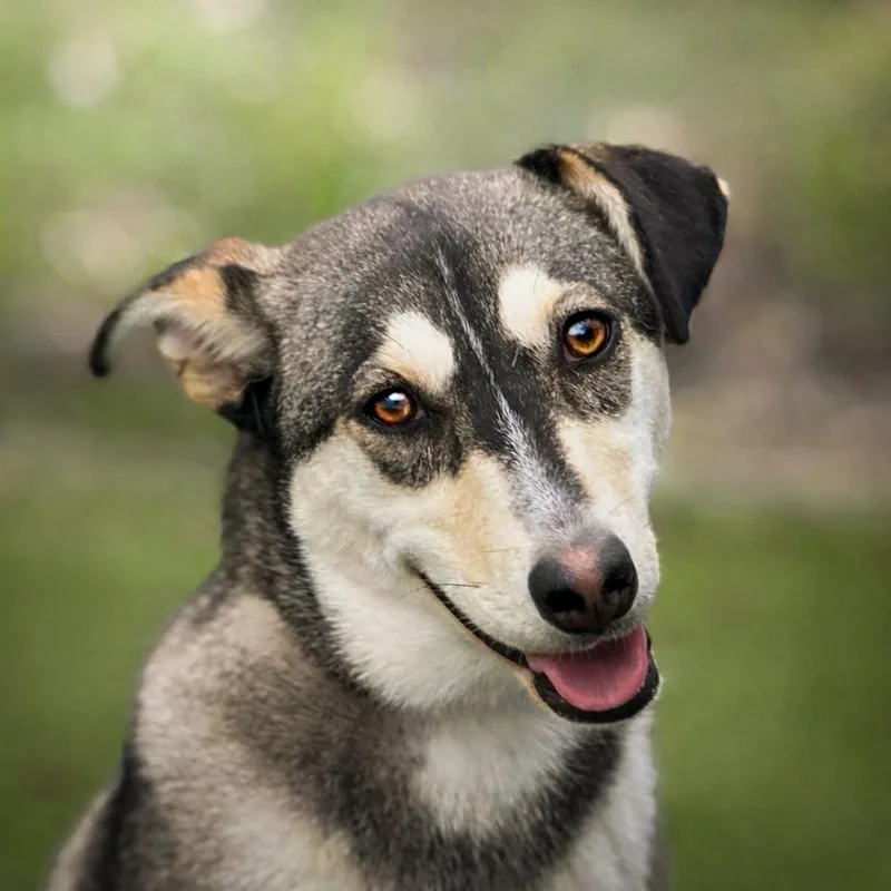 A young medium-sized female Brown / Chocolate Siberian Husky dog named Lani for adoption in Hondo, TX