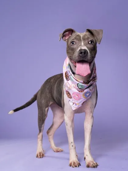A young medium-sized female Mixed Breed dog named Bebe girl for adoption in Atlanta, GA