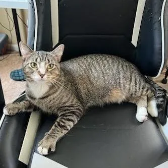 Patience thumbnail 4