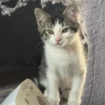 A baby medium-sized male Tabby (Brown / Chocolate) Domestic Short Hair cat named Finn for adoption in Wilmington, OH