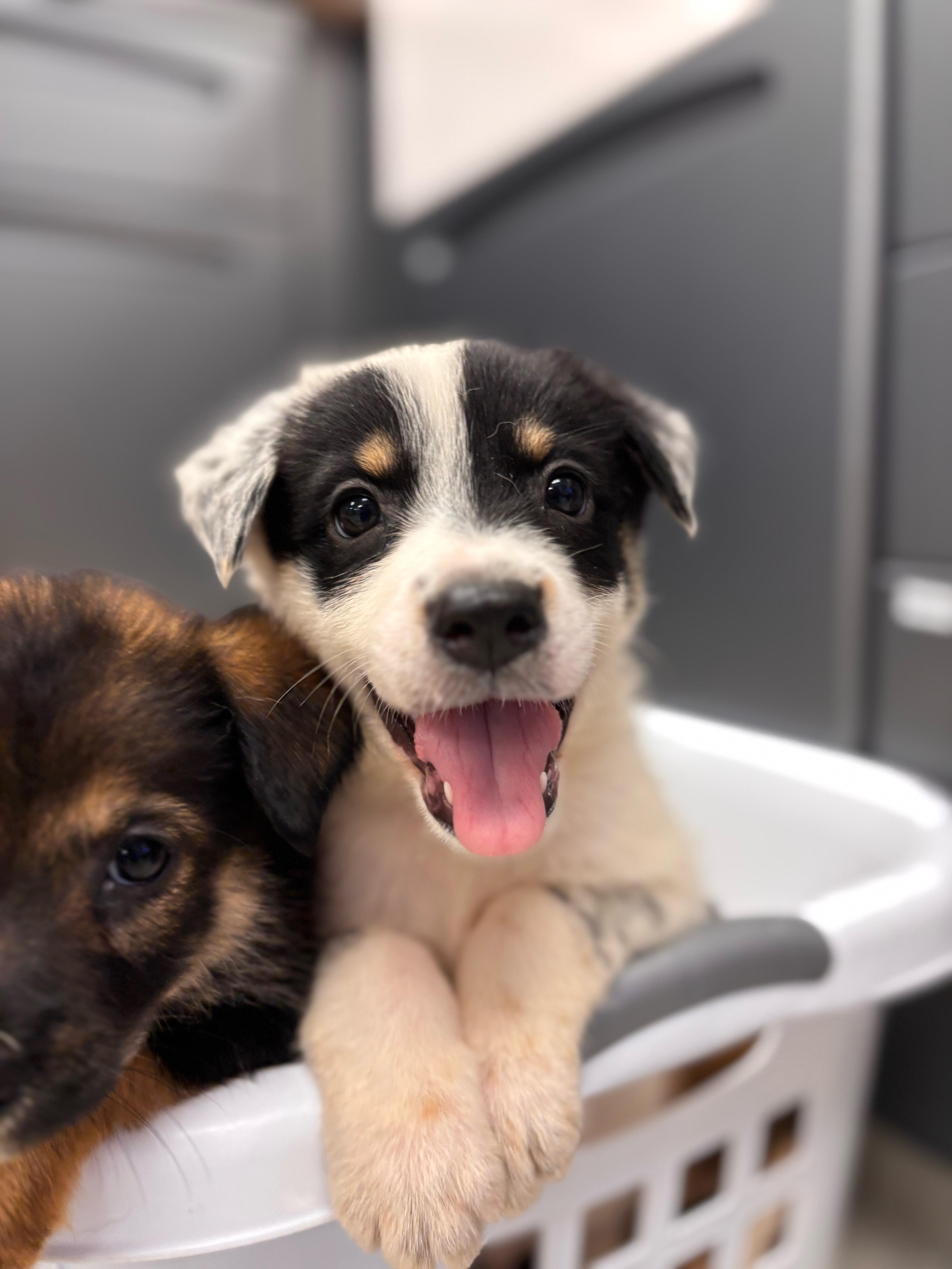 A baby medium-sized male Cattle Dog dog named Sincere for adoption in Pflugerville, TX
