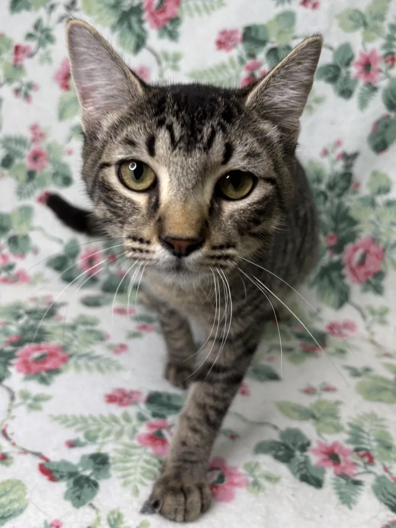 A young medium-sized male Domestic Short Hair cat named Bishop for adoption in Wetumpka, AL