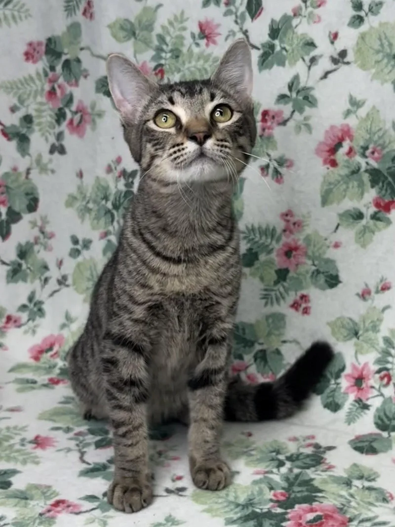 Bishop thumbnail 2