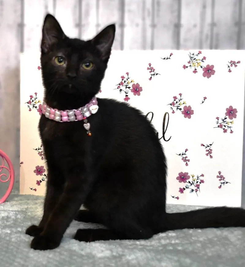 A baby small-sized female Domestic Short Hair cat named Mallory for adoption in Roanoke, TX