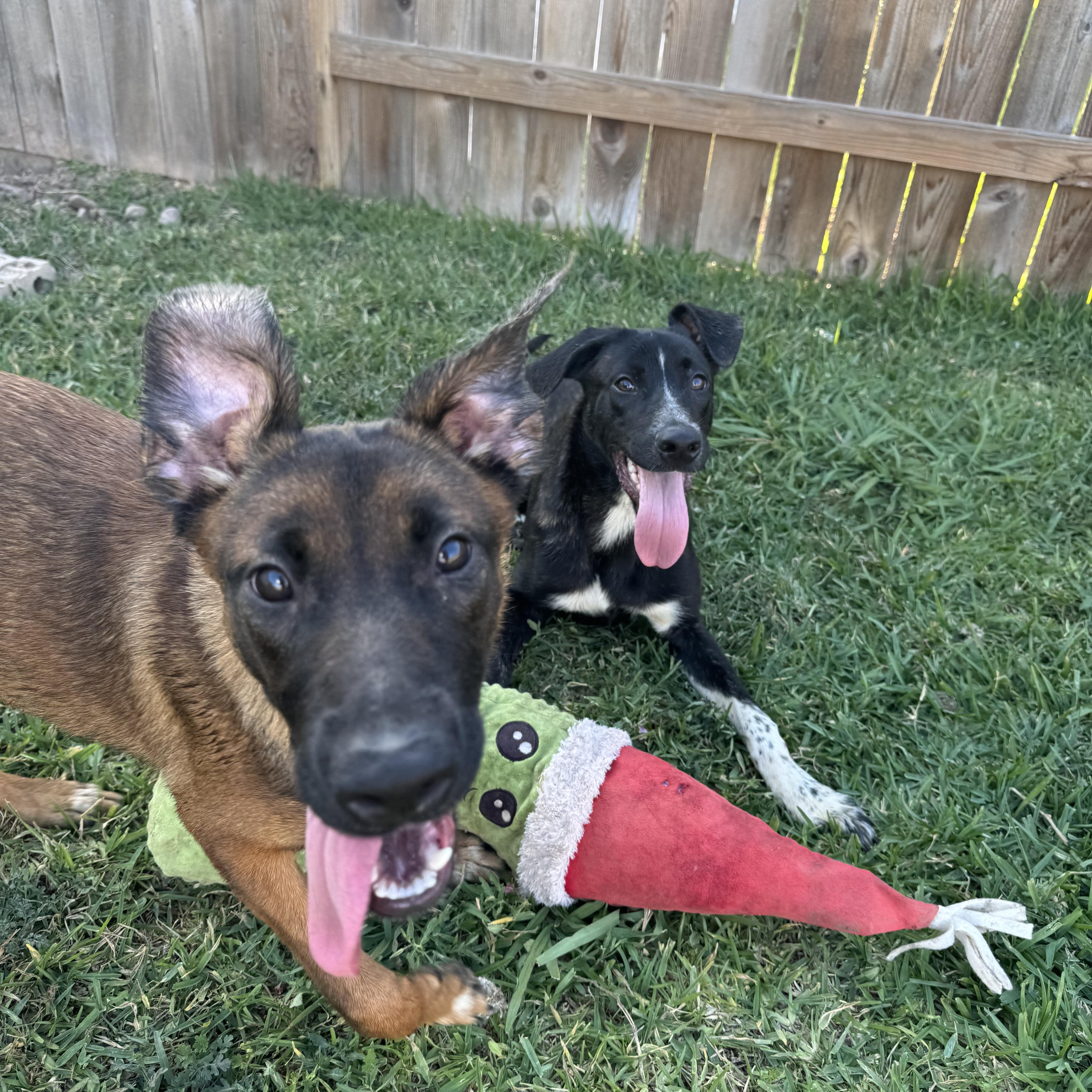 A young medium-sized female Golden Belgian Shepherd / Malinois dog named Noelle for adoption in Richmond, TX