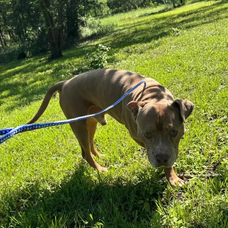 A senior medium-sized male Brown / Chocolate Pit Bull Terrier dog named Allee for adoption in Austin, TX