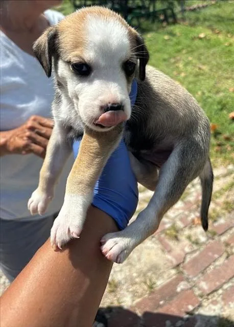 A baby small-sized female Labrador Retriever dog named A for adoption in Houston, TX