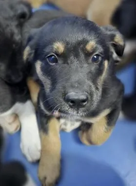 A baby medium-sized female Australian Shepherd dog named Blossom for adoption in Morton Grove, IL