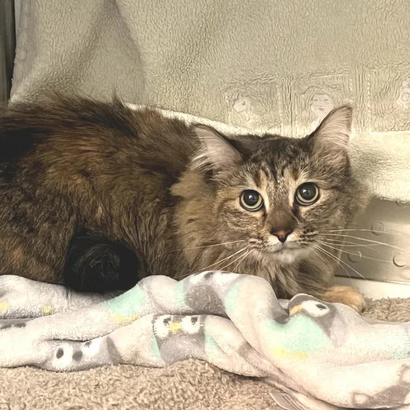 An adult medium-sized female Gray / Blue / Silver Domestic Long Hair cat named Chicharon for adoption in Port Townsend, WA