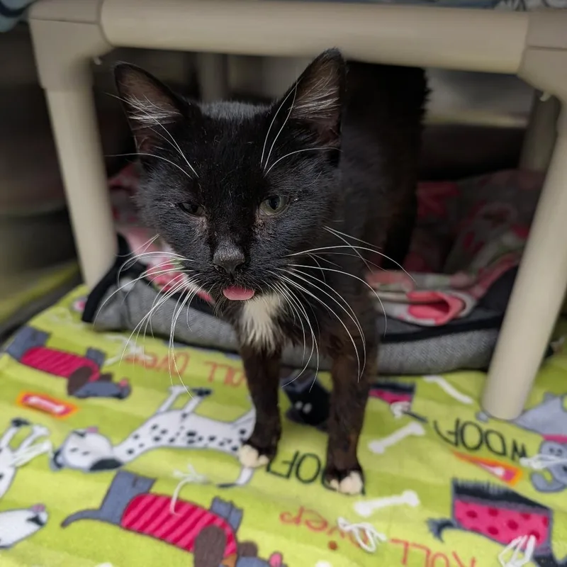 An adult medium-sized male Black Domestic Short Hair cat named Fenix for adoption in Detroit Lakes, MN