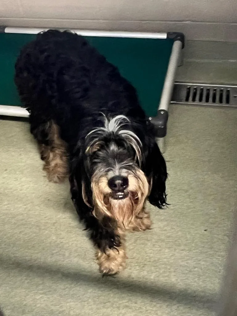 Norma Jean thumbnail 3