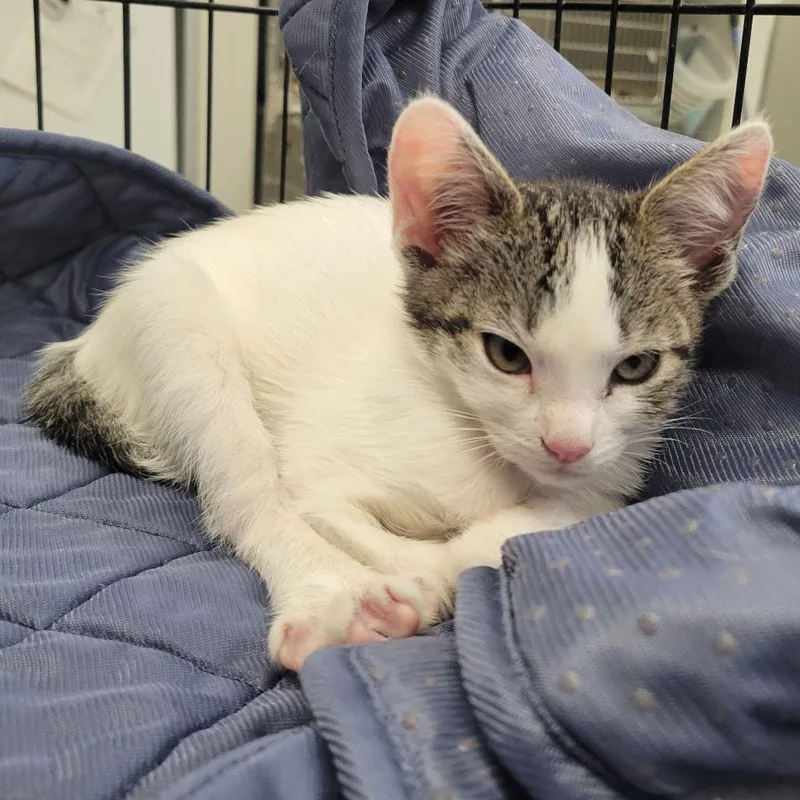 A baby small-sized female White Domestic Short Hair cat named Wagsstray for adoption in Westminster, CA