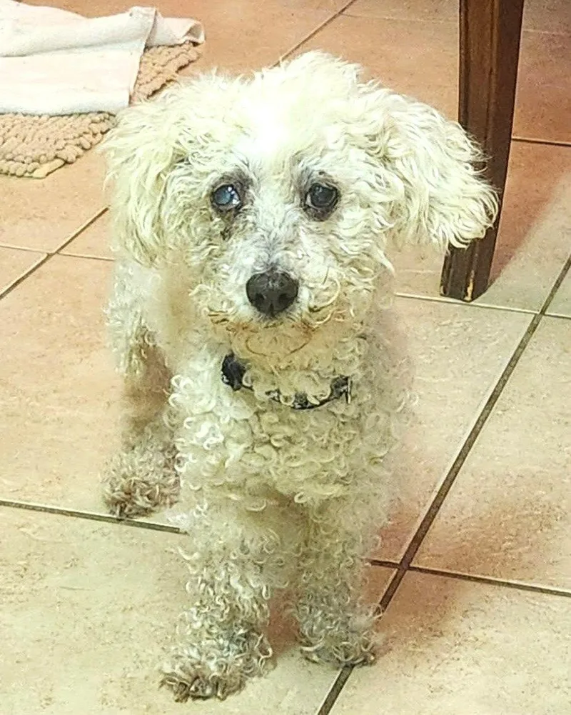 A senior small-sized female Standard Poodle dog named Georgiana Moore for adoption in Saunderstown, RI