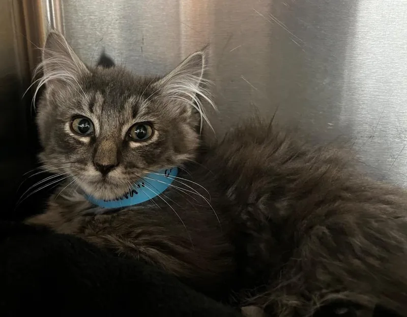 A baby medium-sized male Domestic Short Hair cat named Tofu for adoption in Logan, UT