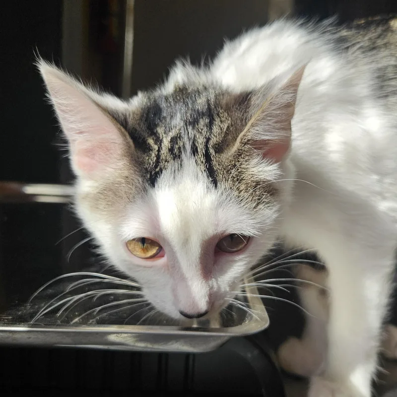 A baby medium-sized female Domestic Short Hair cat named Coraline for adoption in The Dalles, OR