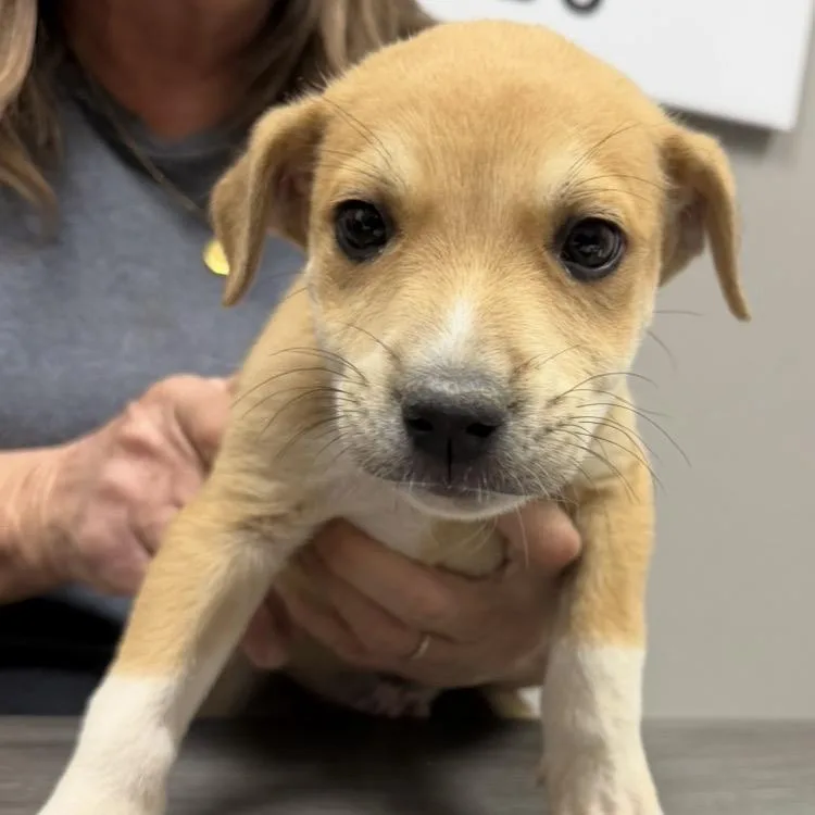 A baby medium-sized male Yellow / Tan / Blond / Fawn Mixed Breed dog named Rover for adoption in Midland, TX