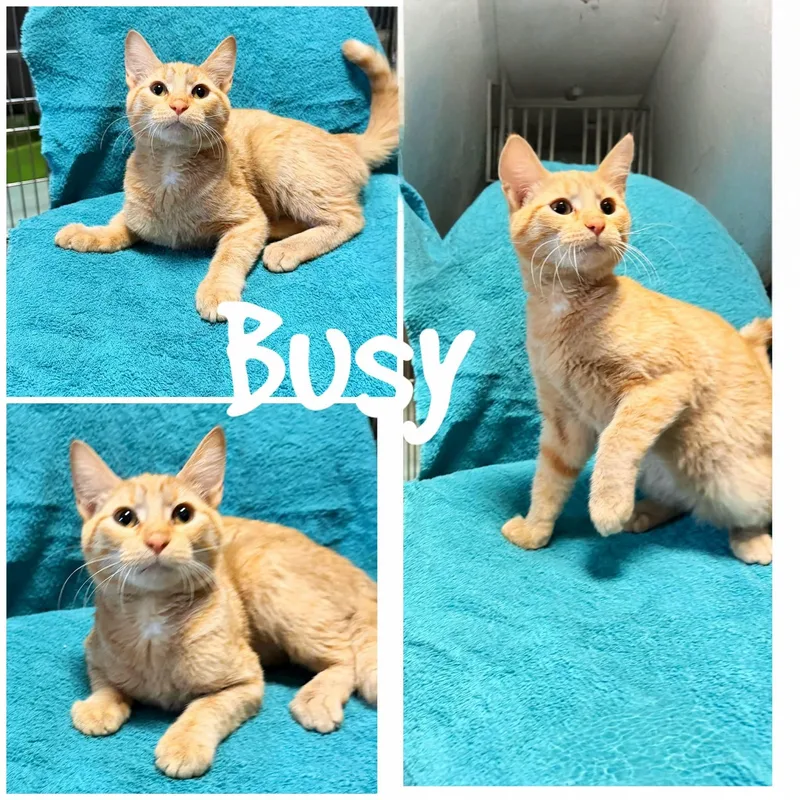 A young medium-sized male Orange / Red Domestic Short Hair cat named Busy for adoption in Saint James, MO