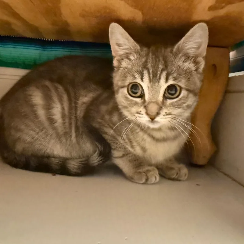 A baby small-sized female Gray / Blue / Silver Domestic Short Hair cat named Sam Super Bubbles for adoption in Westport, CT