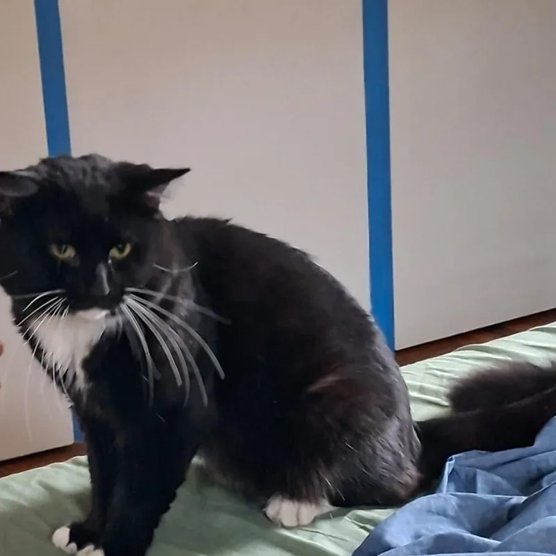 An adult large-sized male Gray / Blue / Silver Domestic Long Hair cat named Bruce Wayne for adoption in Chicago, IL