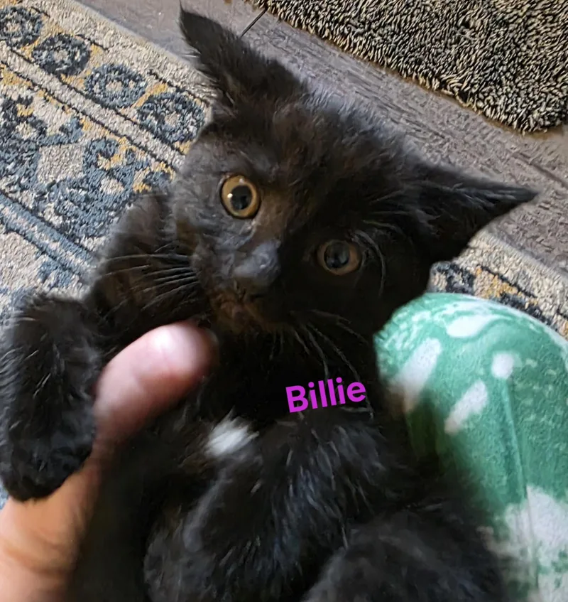 A baby medium-sized female Black Domestic Short Hair cat named Billie for adoption in Jamesville, NY