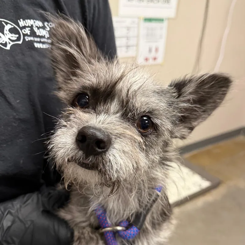 An adult small-sized female Black Schnauzer dog named Tulip for adoption in Yuma, AZ